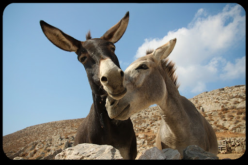 WEB-Donkeys-in-Love-Klearchos-Kapoutsis-CC