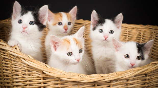 web-basketfull-of-kittens-inkeri-siltala-cc