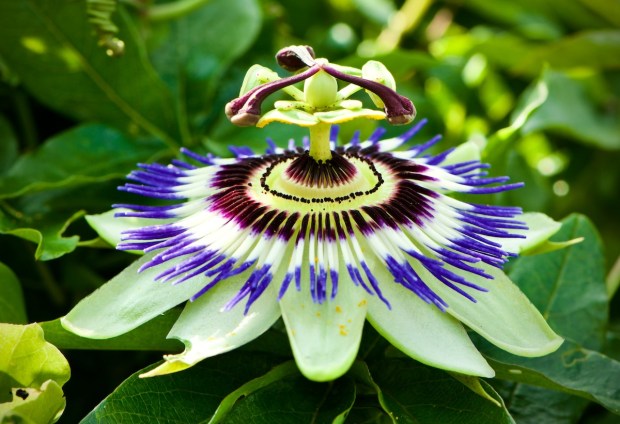 passion flower