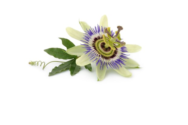 passion flower
