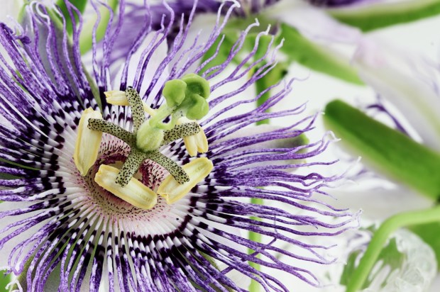 Passion flower