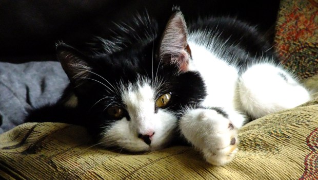 CAT LAYING DOWN