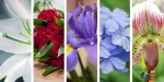 MARY,FLOWERS