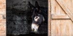 DONKEY AT STABLE DOOR