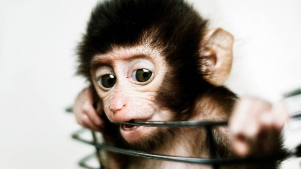 BABY MONKEY