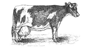 COW