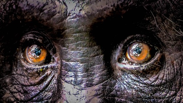 CHIMPANZEE EYES