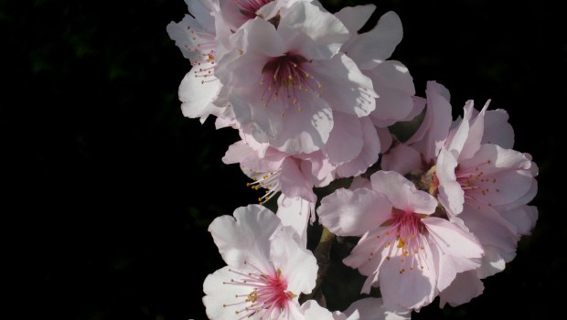 BLOSSOM,FLOWER