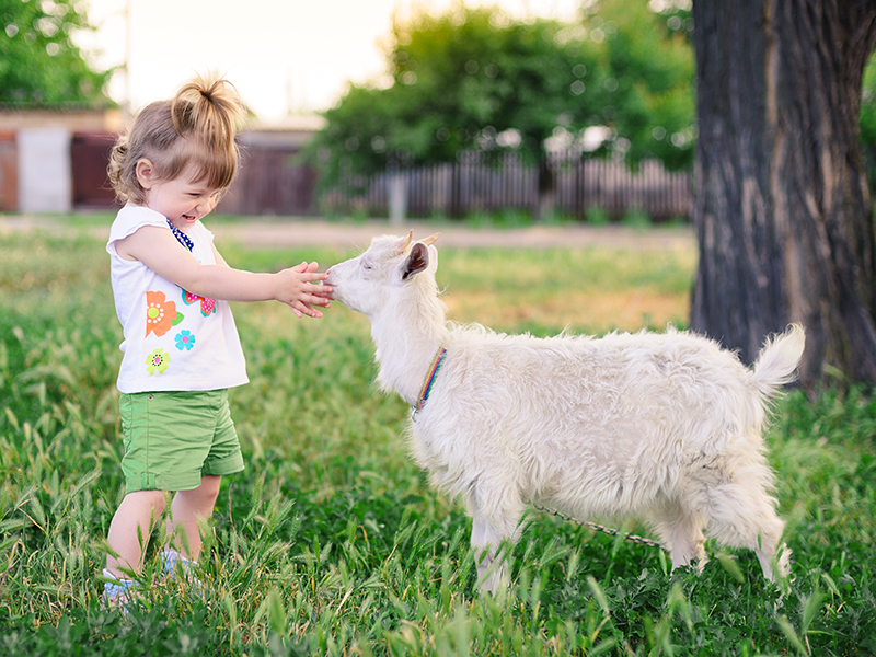 WEB3 FRENCH QUOTES 3 CHILD GOAT LAUGH FIELD FARM ANIMAL SMILE shutterstock_107363132