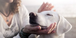 7 Biblical quotes about care for animals