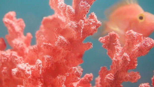 LIVING CORAL