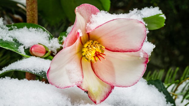 WINTER FLOWERS
