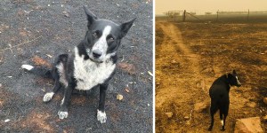 Sheepdog rescues hundreds of animals in Australian fire