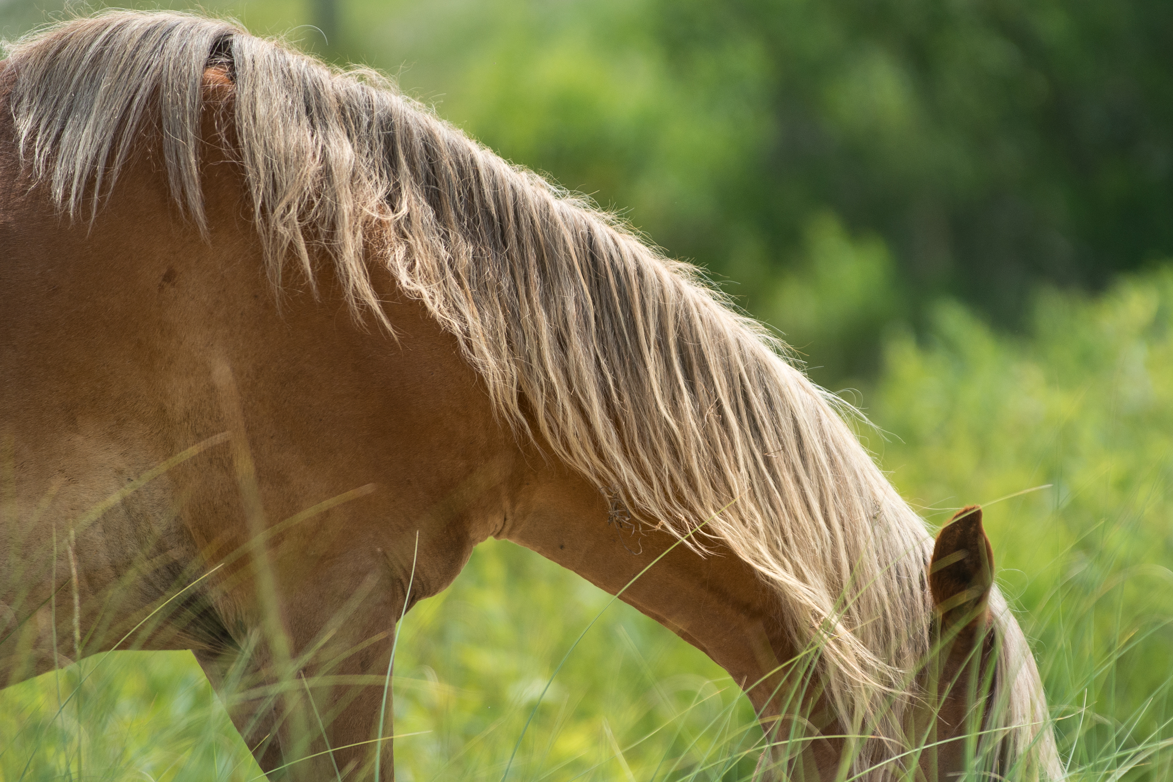 Corolla Horse, Spanish Mustang, North Carolina