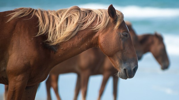 Corolla Horse, Spanish Mustang, North Carolina