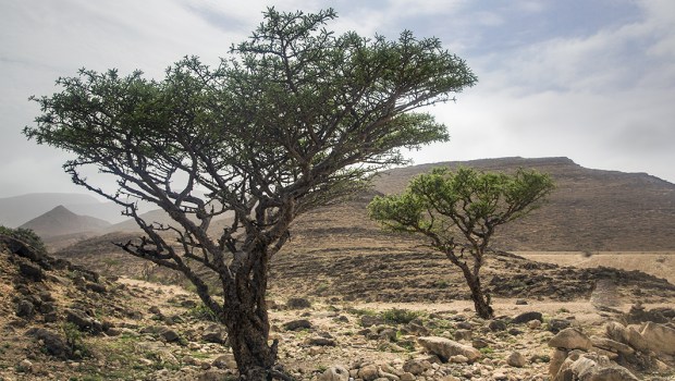 Boswellia tree