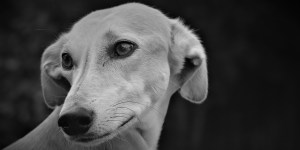 Limping dog gives us a true lesson in compassion