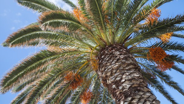 DATE TREE