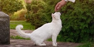 Popes, cats, and dogs: Must the Good Shepherd only have sheep?