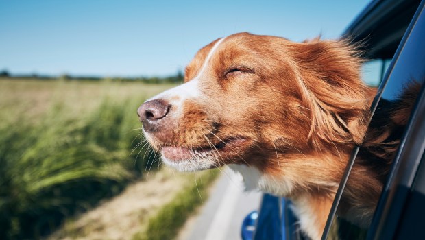 DOG