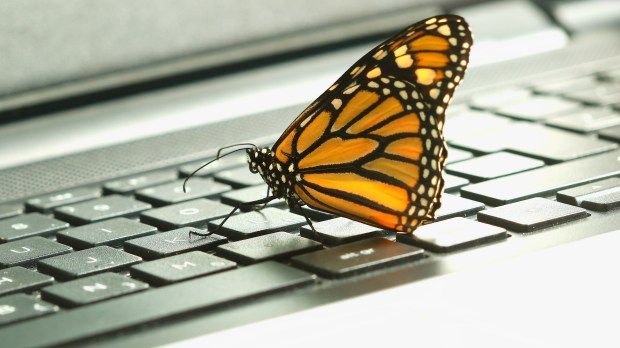 BUTTERFLY
