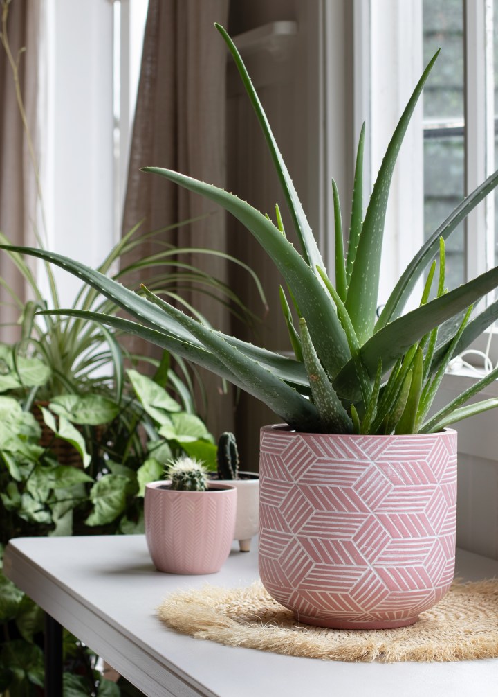 (SLIDESHOW) 5 Plants for your home if you want to boost your happiness