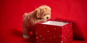 Things you might not know about Christmas