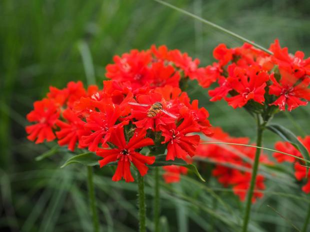 BURNING LOVE FLOWER