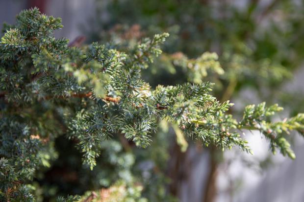 JUNIPER