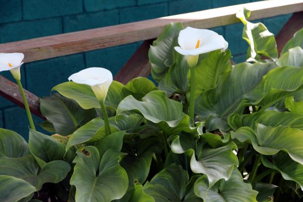 CALLA LILY