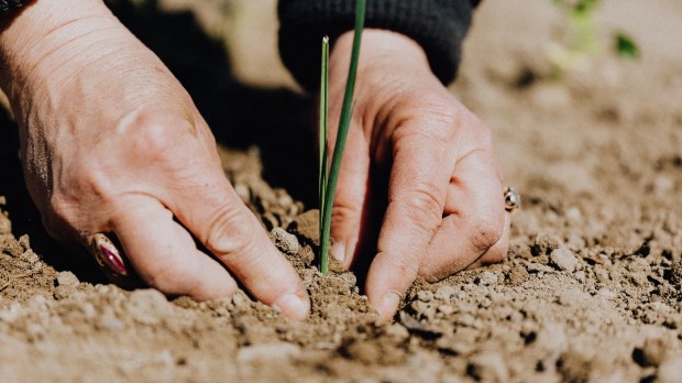 seed, root, plant