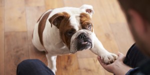 Study shows dogs have a surprising reaction when reunited with their owners