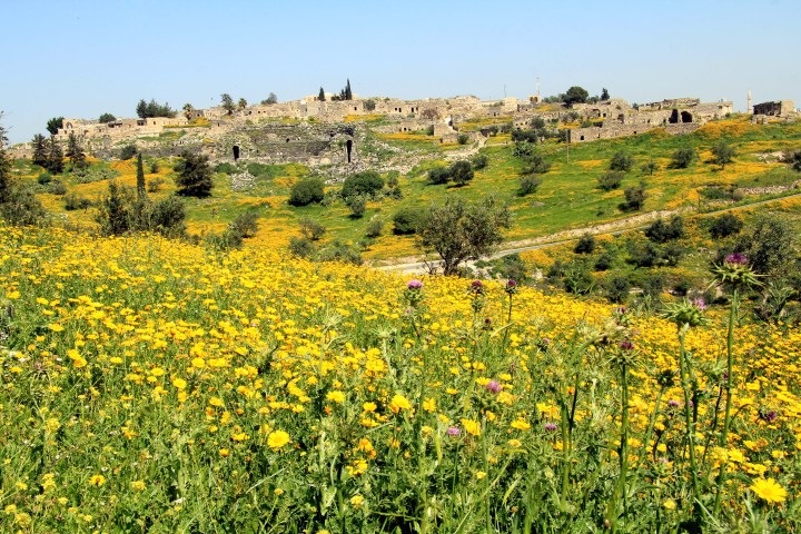 Spring-in-Umm-Qais-7.jpeg