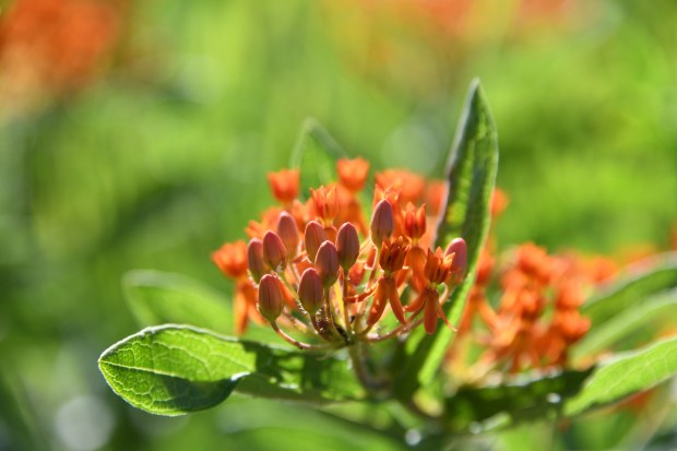 Five-ways-to-create-a-Rosary-garden-flower-spring-pixabay