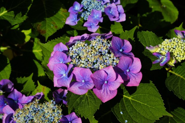 Five-ways-to-create-a-Rosary-garden-flower-spring-pixabay