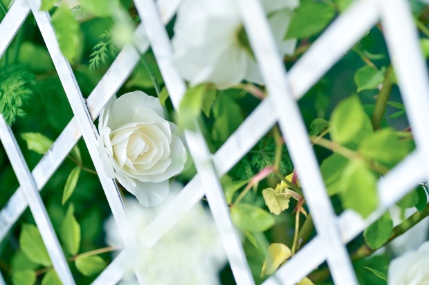 Five-ways-to-create-a-Rosary-garden-flower-spring-pixabay