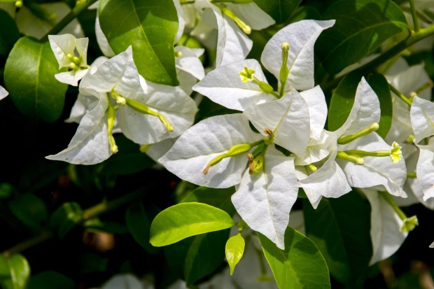 Five-ways-to-create-a-Rosary-garden-flower-spring-pixabay