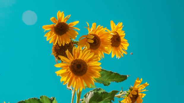 sunflowers in bright light