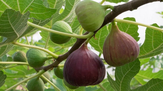 fig tree ripen mature fruit