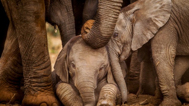 Two baby elephants interact whist an adult gently touches them her trunk