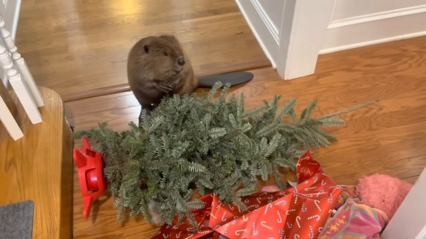 Beaver builds dam with Christmas tree