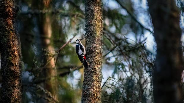 beautiful bird in trees