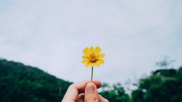 hand holding single yellow flower