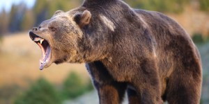 Hero college wrestler jumps a grizzly bear to save his friend&#8217;s life
