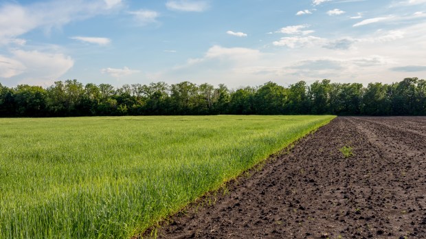 Agricultural field with young sprouts of grain culture and plowed unseeded field