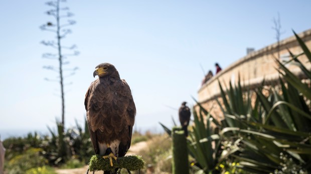 maltese falcon