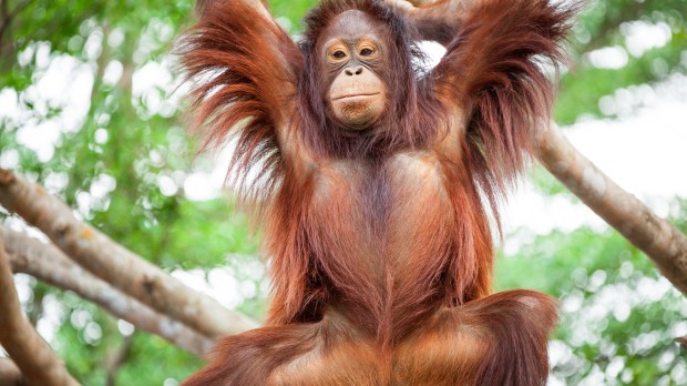 Orangutan,Cute