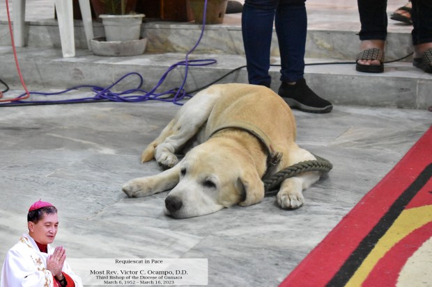 Labs the dog
