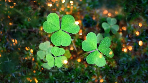 clovers in greenery