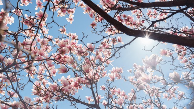 Beautiful magnolia tree